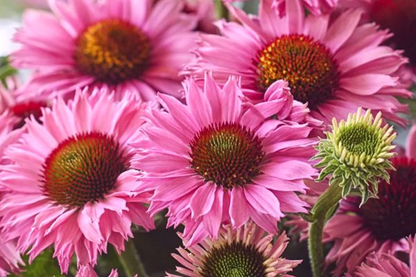 Echinacea purpurowa