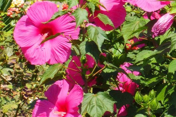 Hibiskus bagienny