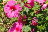 Hibiskus bagienny