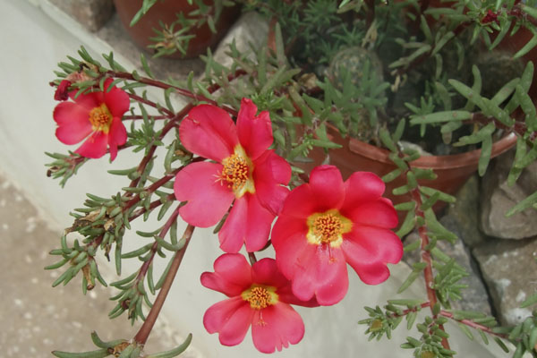 Portulaka wielkokwiatowa