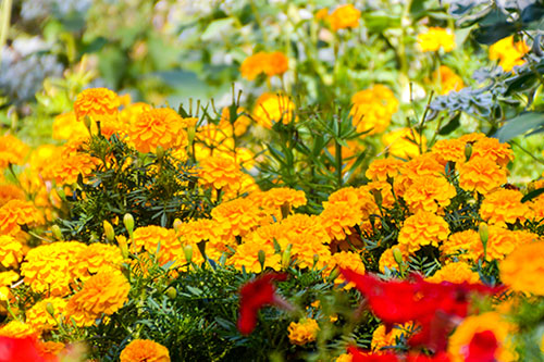 Rośliny fitosanitarne - czym są, jak działają? Zastosowanie roślin fitosanitarnych w ogrodzie